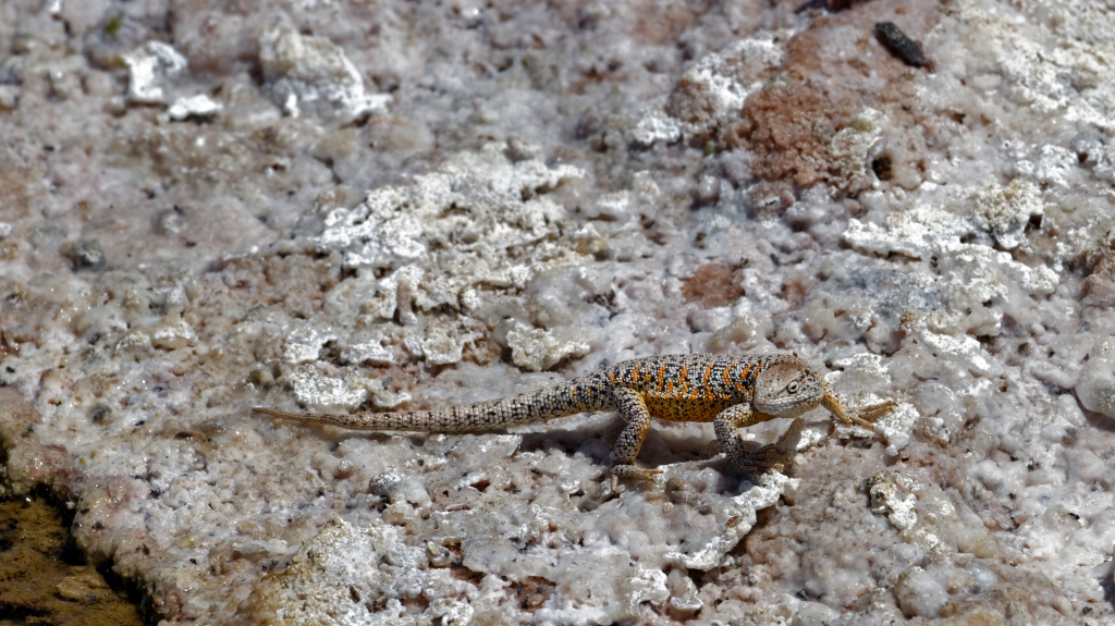 01 - Désert d'Atacama (10) - Laguna Chaxa.jpg
